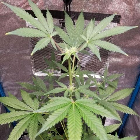 American Pie growlog timeline photo