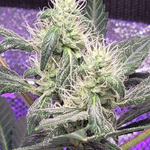 American Pie growlog timeline photo