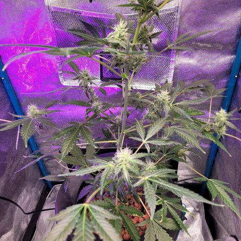 American Pie growlog timeline photo