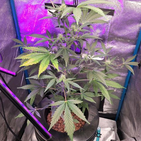 American Pie growlog timeline photo