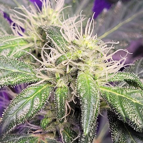 American Pie growlog timeline photo