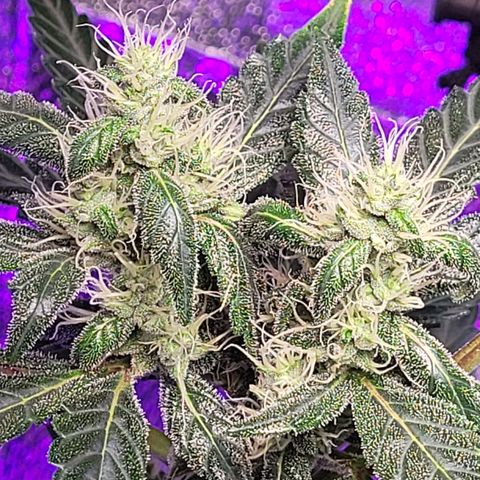 American Pie growlog timeline photo