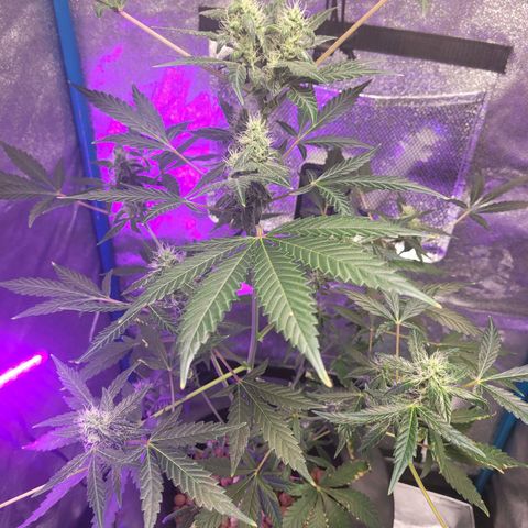 American Pie growlog timeline photo