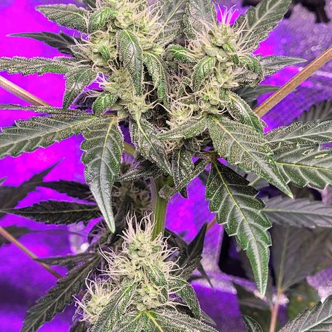 American Pie growlog timeline photo