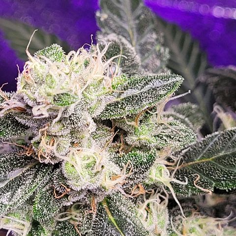 American Pie growlog timeline photo
