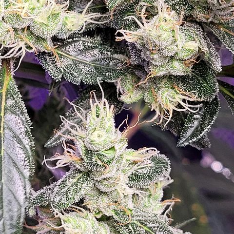 American Pie growlog timeline photo