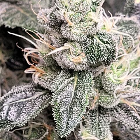 American Pie growlog timeline photo