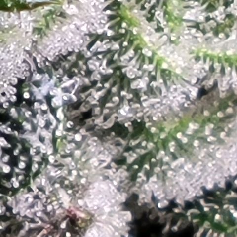 American Pie growlog timeline photo