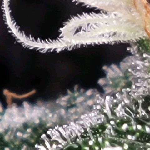 American Pie growlog timeline photo