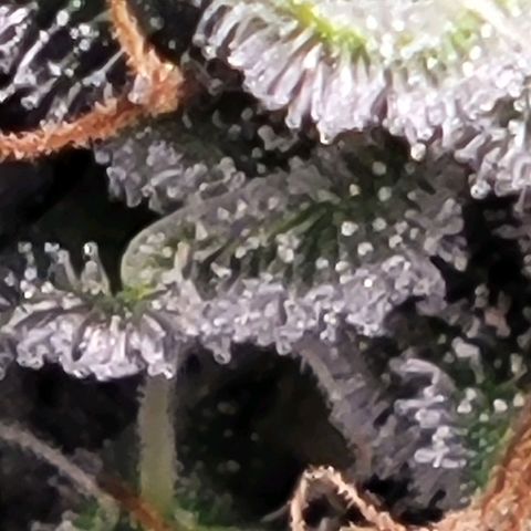 American Pie growlog timeline photo