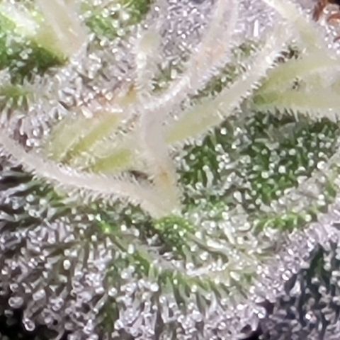 American Pie growlog timeline photo