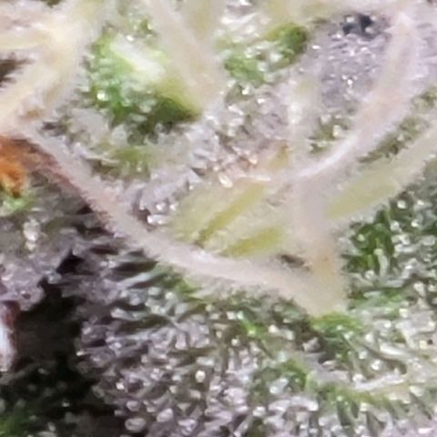 American Pie growlog timeline photo