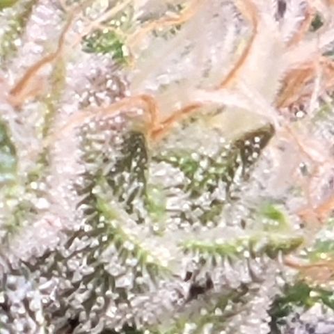 American Pie growlog timeline photo