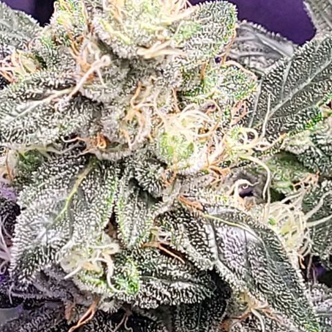 American Pie growlog timeline photo