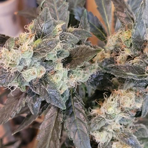 American Pie growlog timeline photo