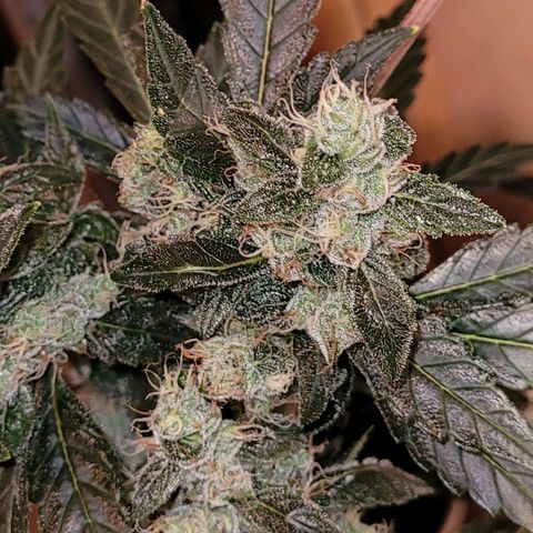 American Pie growlog timeline photo
