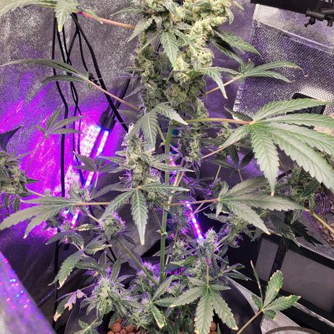 American Pie growlog timeline photo