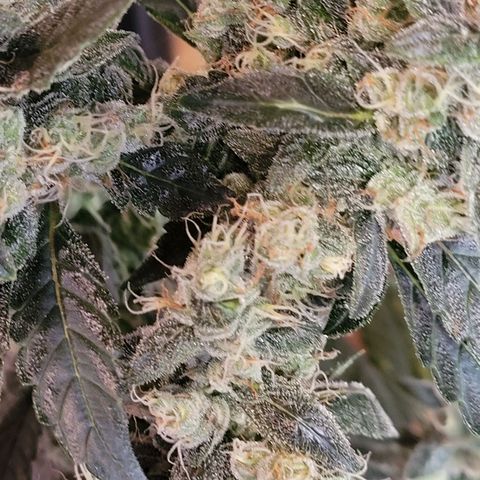 American Pie growlog timeline photo