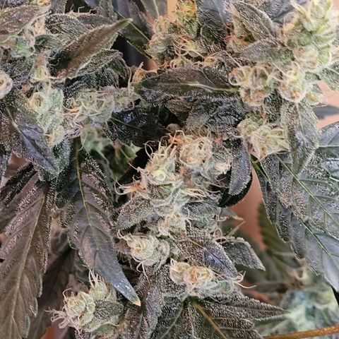 American Pie growlog timeline photo