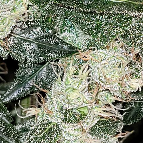American Pie growlog timeline photo
