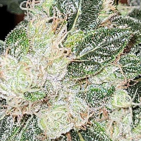American Pie growlog timeline photo