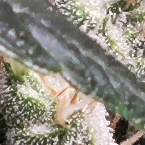 American Pie growlog timeline photo