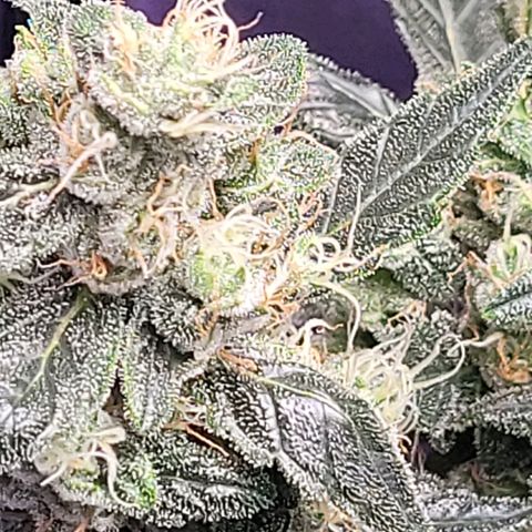 American Pie growlog timeline photo