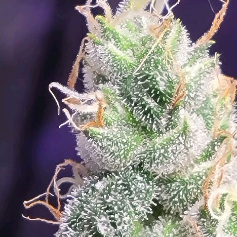 American Pie growlog timeline photo