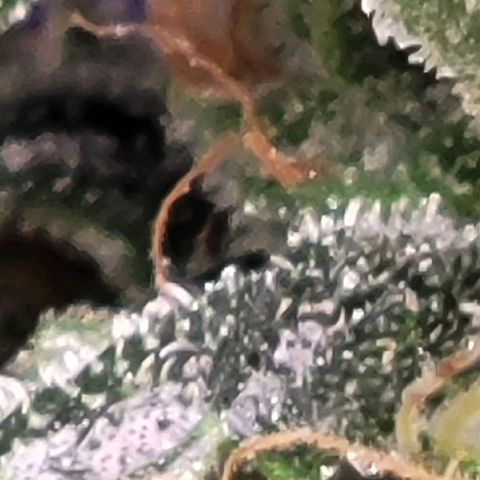 American Pie growlog timeline photo