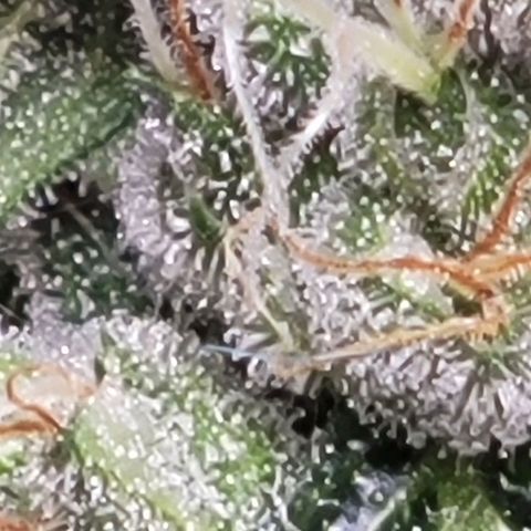 American Pie growlog timeline photo