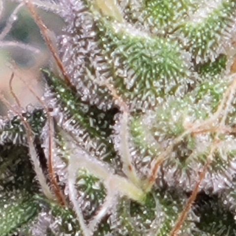 American Pie growlog timeline photo