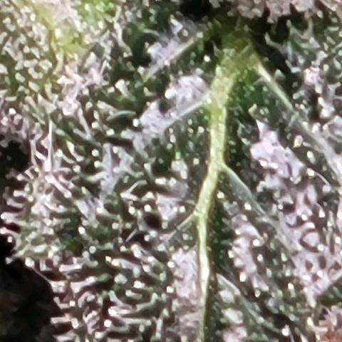 American Pie growlog timeline photo