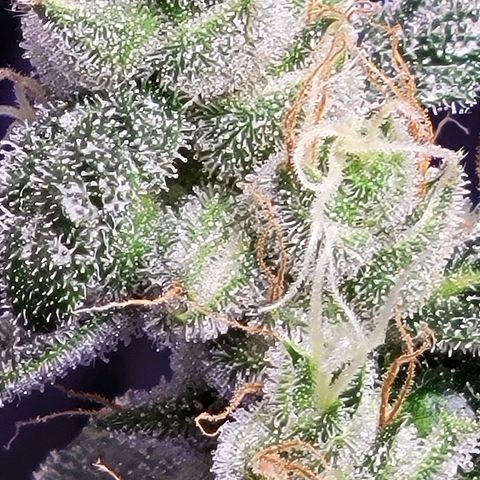 American Pie growlog timeline photo