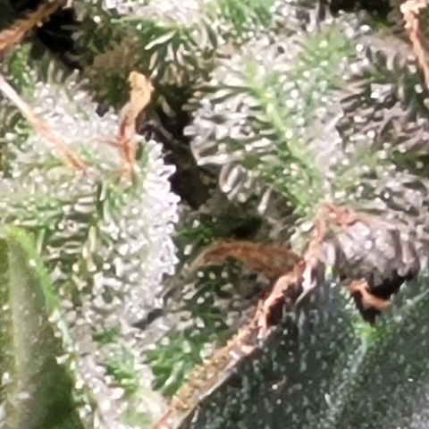 American Pie growlog timeline photo
