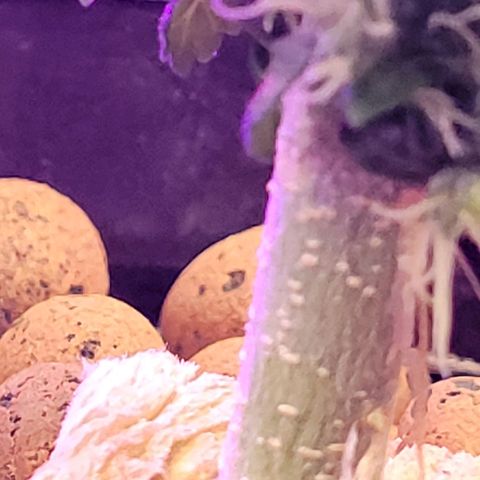 American Pie growlog timeline photo