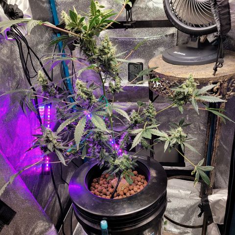 American Pie growlog timeline photo