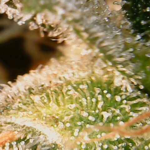 American Pie growlog timeline photo