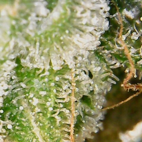 American Pie growlog timeline photo