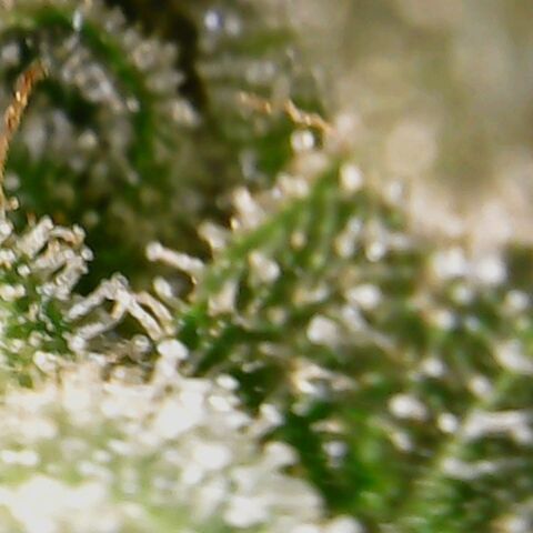 American Pie growlog timeline photo