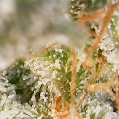 American Pie growlog timeline photo