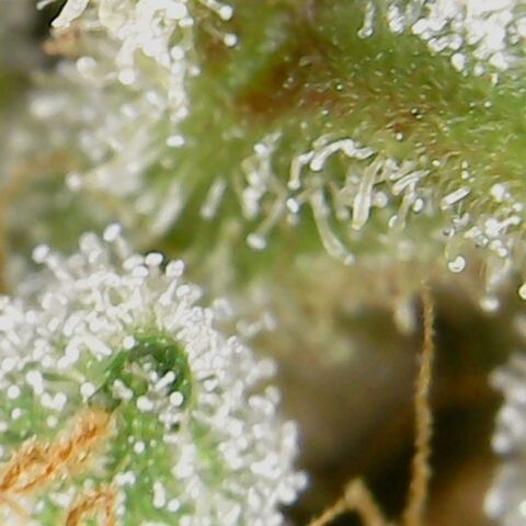 American Pie growlog timeline photo