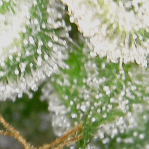 American Pie growlog timeline photo