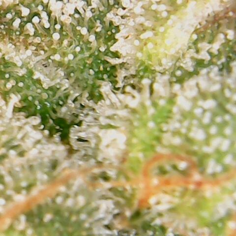 American Pie growlog timeline photo