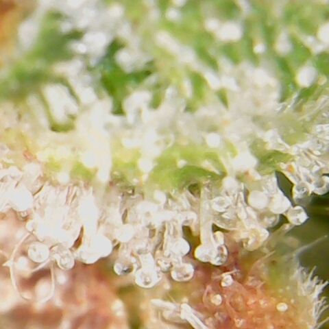 American Pie growlog timeline photo