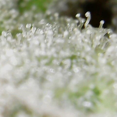 American Pie growlog timeline photo
