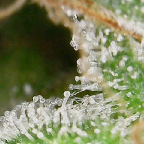 American Pie growlog timeline photo