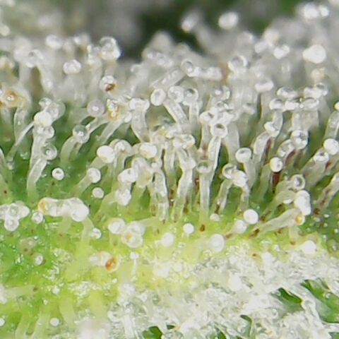 American Pie growlog timeline photo