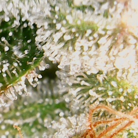 American Pie growlog timeline photo