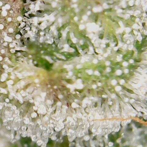 American Pie growlog timeline photo