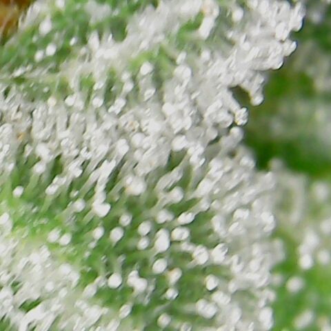 American Pie growlog timeline photo